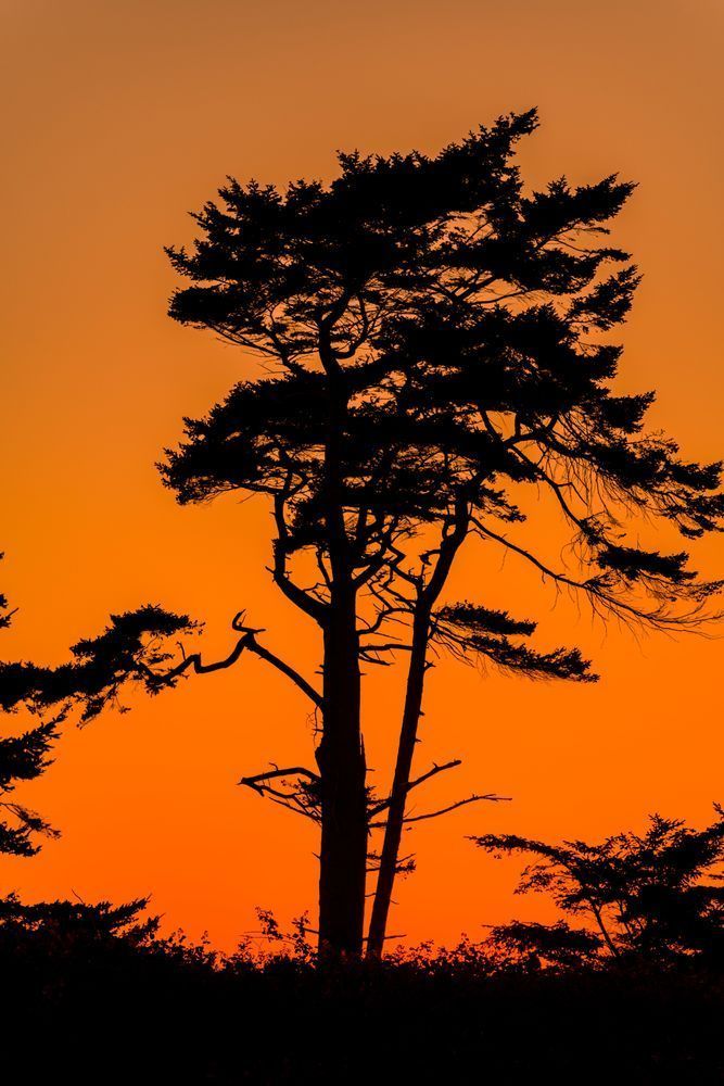 Solitary Tree Photography Art | kramkranphoto