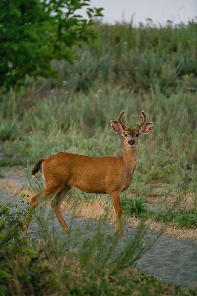 Barely Perceptible Rustle In The Grass. Photography Art | kramkranphoto