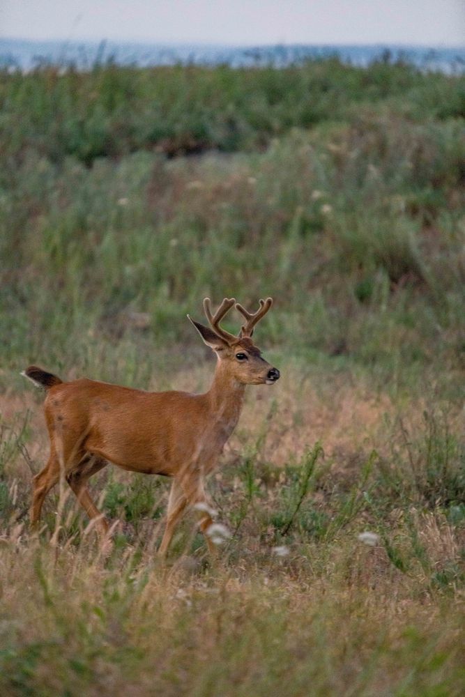 Deer In The Grass By Port Ludlow Photography Art | kramkranphoto
