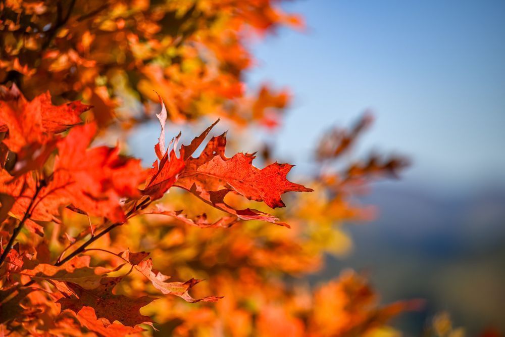 Red And Blue Photography Art | kramkranphoto