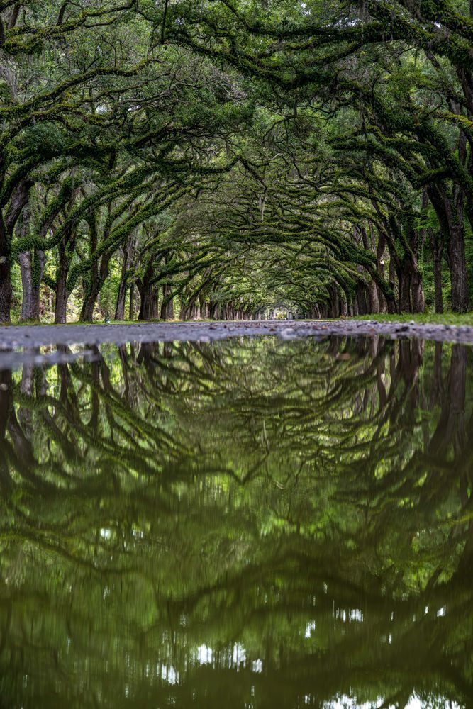 Wormsloe Oaks Photography Art | kramkranphoto