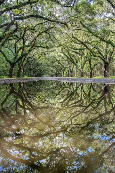Wormsloe Historic Site Photography Art | kramkranphoto