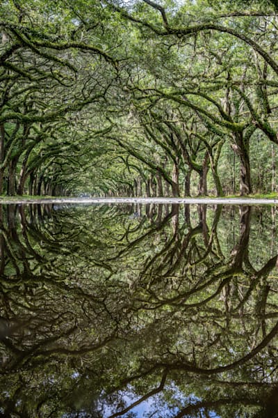 The Wormsloe Wormhole Photography Art | kramkranphoto