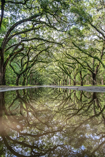 Wormsloe Reflections Photography Art | kramkranphoto