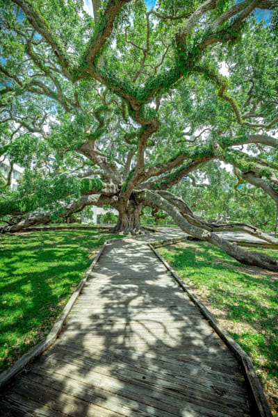 Treaty Oak Views Photography Art | kramkranphoto