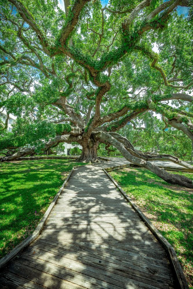 Treaty Oak Views Photography Art | kramkranphoto