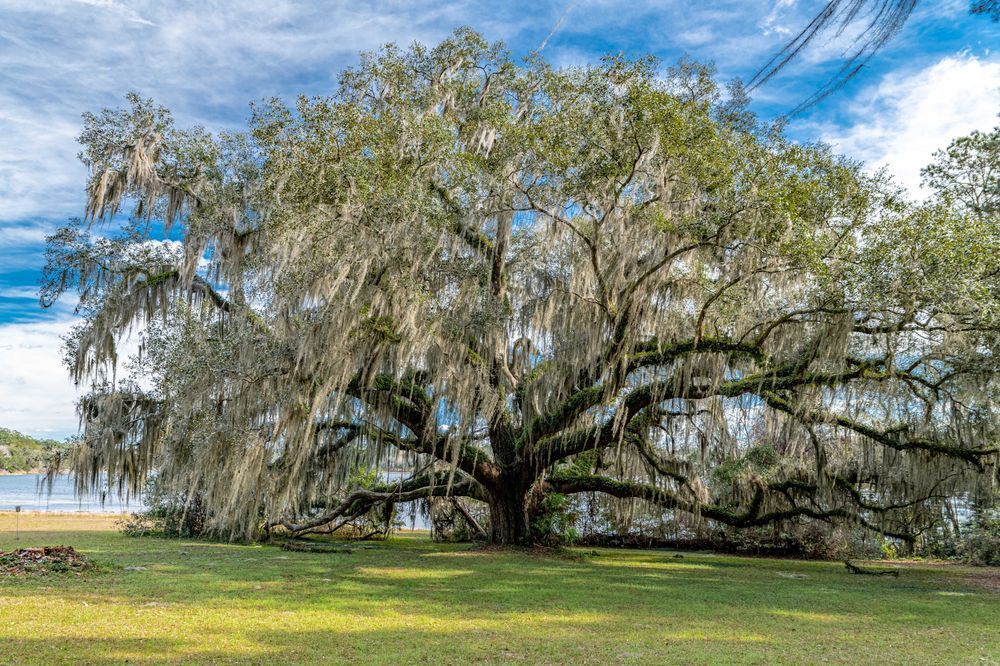 Canopy Of Wisdom Photography Art | kramkranphoto
