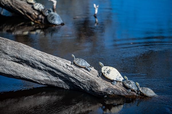 Suwanee Turtle Time Photography Art | kramkranphoto
