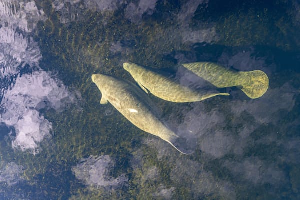 Manatee Family Photography Art | kramkranphoto