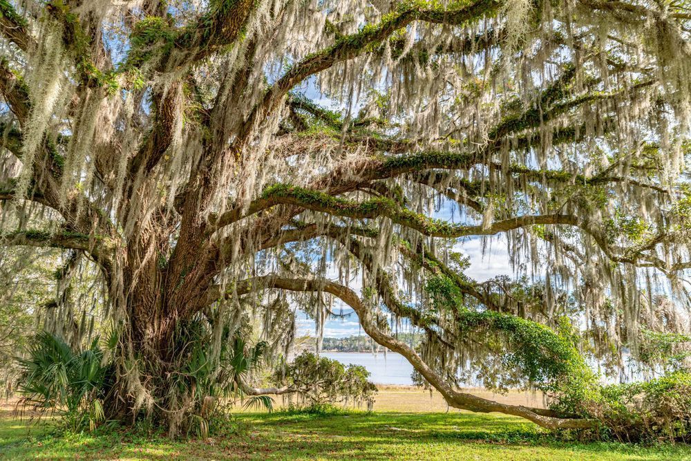 Canopy Of Wisdom Seen Photography Art | kramkranphoto