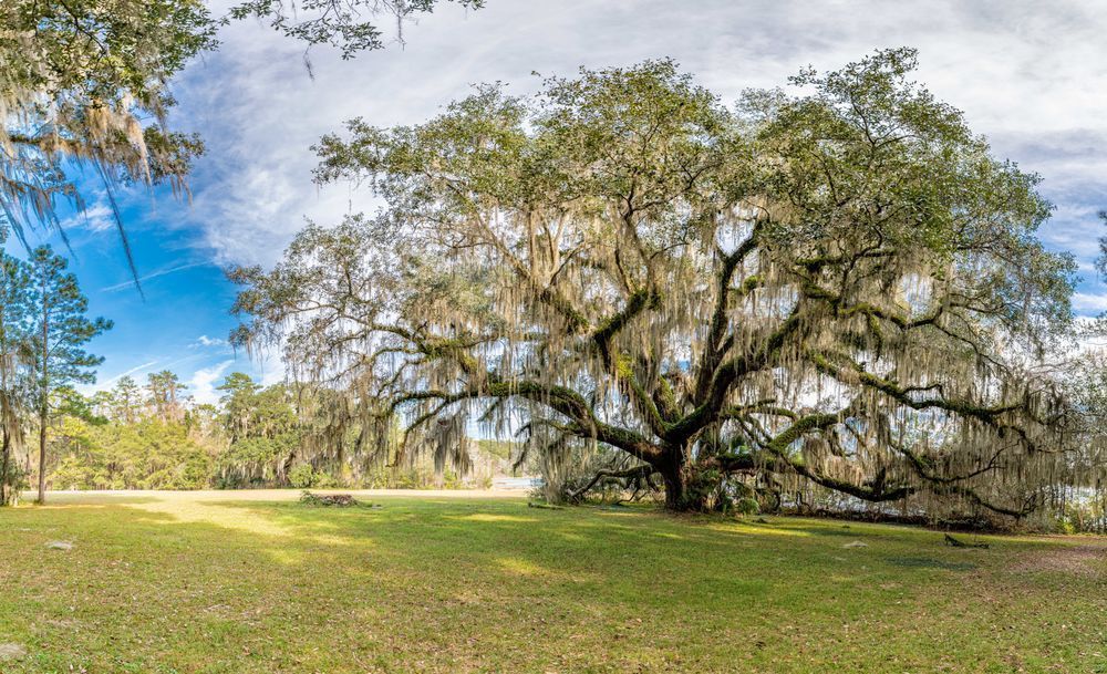 The Live Oak Photography Art | kramkranphoto