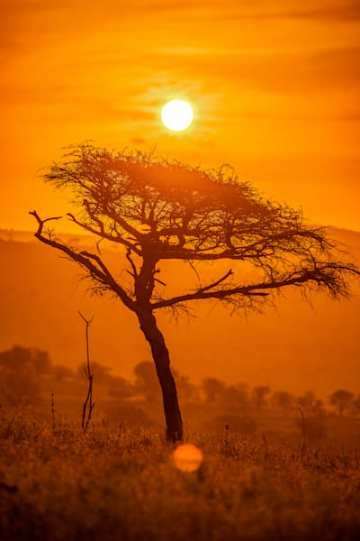 Sunset Of The Safari Photography Art | kramkranphoto
