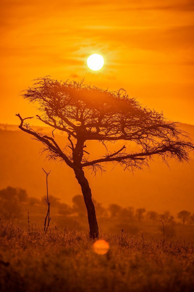 Sunset Of The Safari Photography Art | kramkranphoto