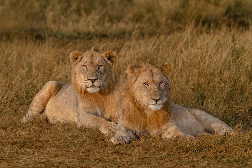 Guys Lion Around Photography Art | kramkranphoto