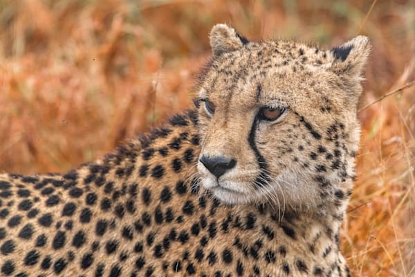 Cheetah Spotted Photography Art | kramkranphoto