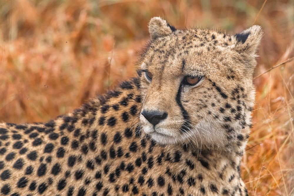 Cheetah Spotted Photography Art | kramkranphoto