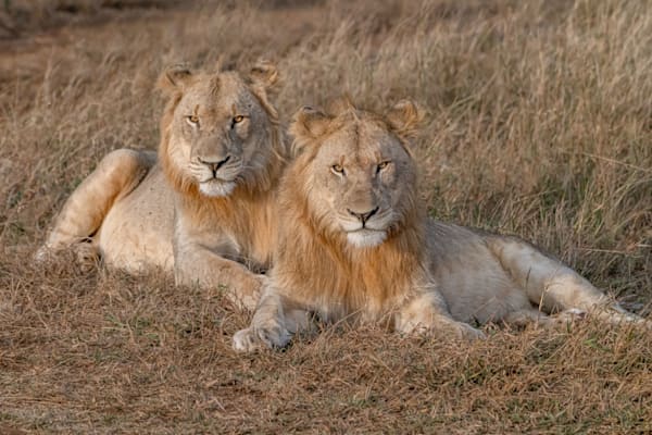 Brother Lions Photography Art | kramkranphoto