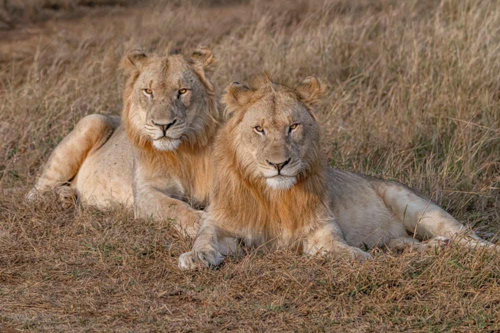 Brother Lions Photography Art | kramkranphoto