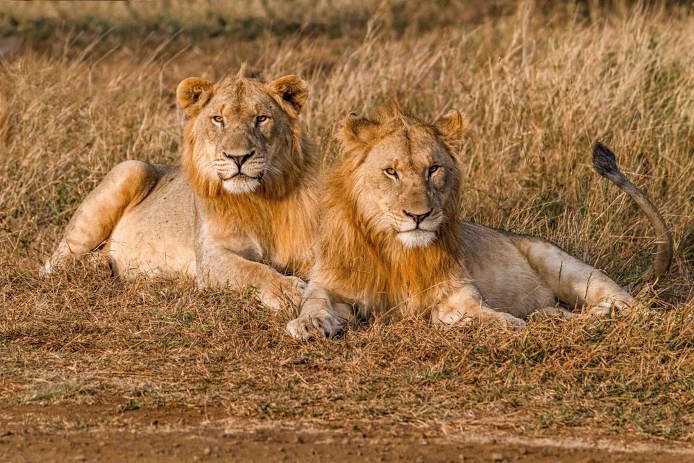 Tail Me About It Photography Art | kramkranphoto