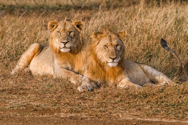 Tail Me About It Photography Art | kramkranphoto