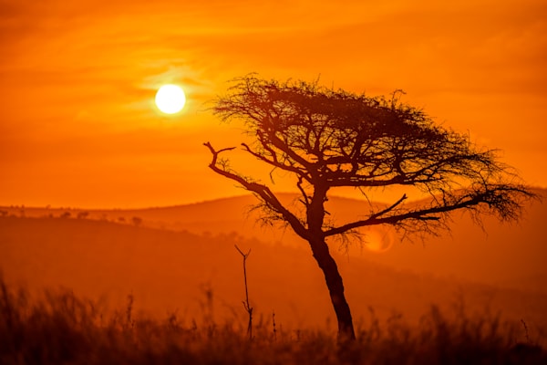 Acacia Sunset Photography Art | kramkranphoto