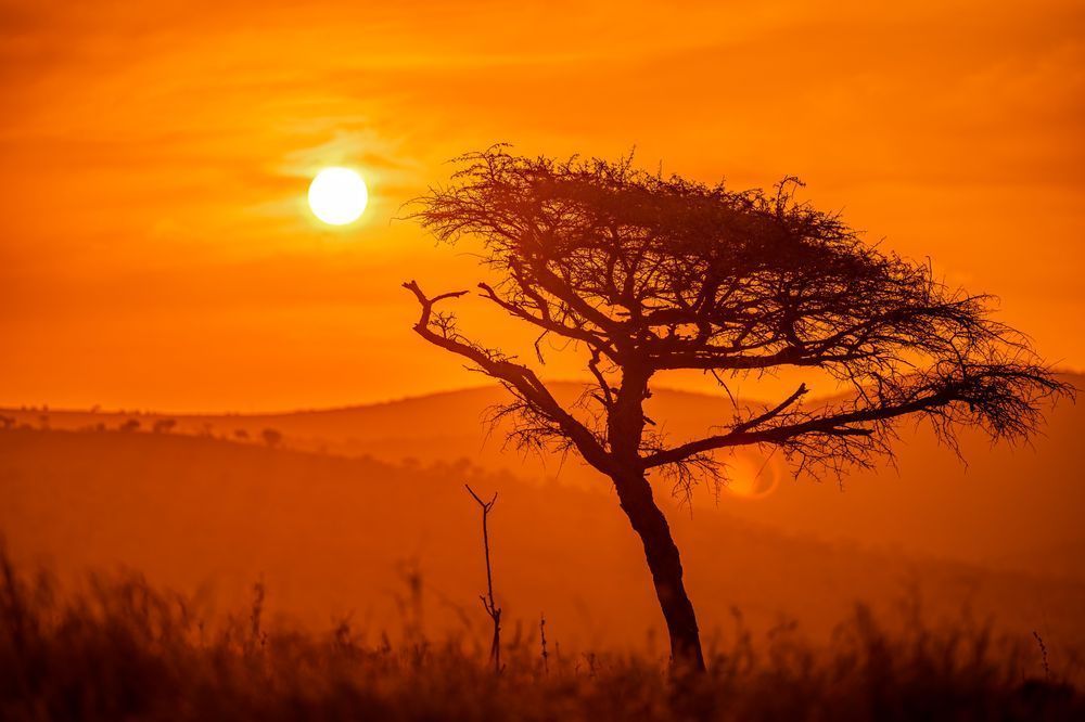 Acacia Sunset Photography Art | kramkranphoto