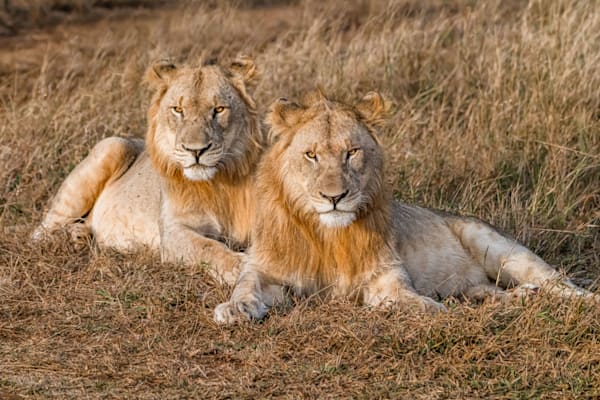 Lion Gaze Photography Art | kramkranphoto