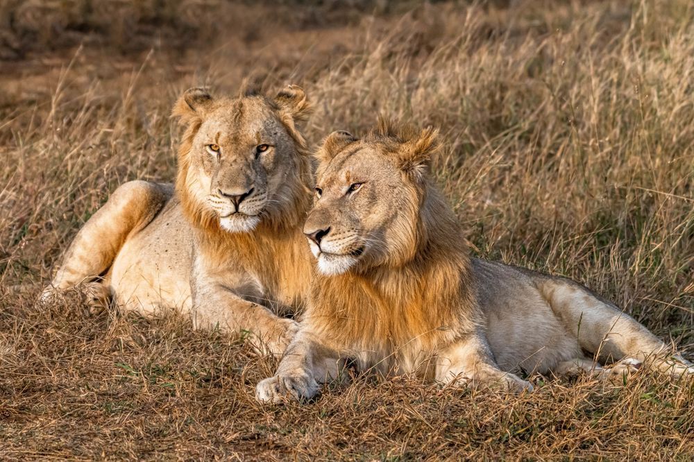 Majestic Manyoni Photography Art | kramkranphoto