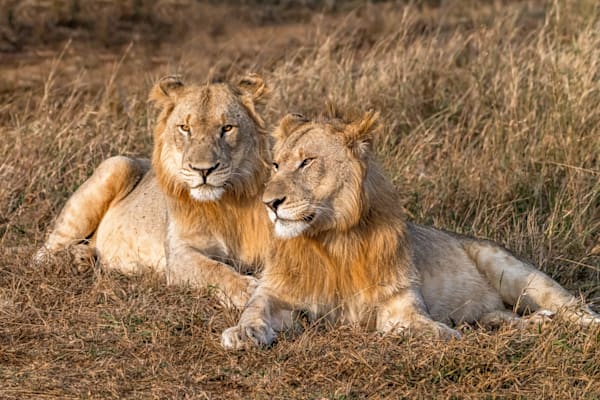 Majestic Manyoni Photography Art | kramkranphoto