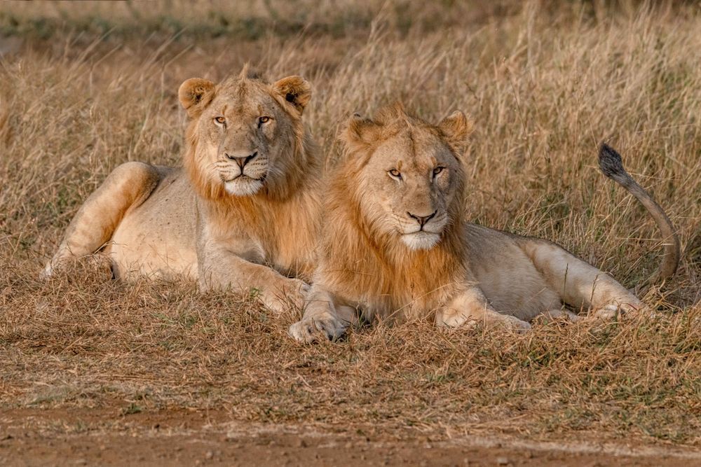 Manyoni Lion Mange Photography Art | kramkranphoto