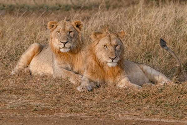 Manyoni Lion Mange Photography Art | kramkranphoto