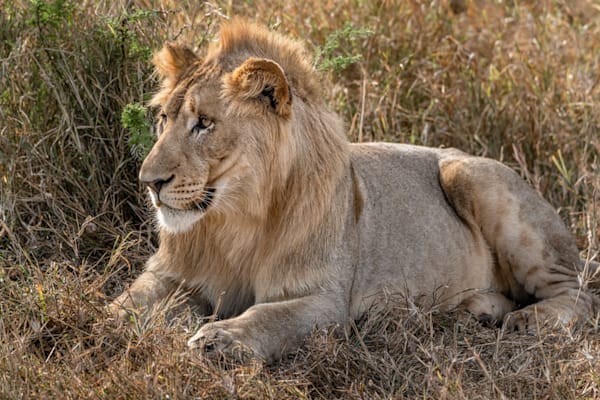 Lions Head Photography Art | kramkranphoto