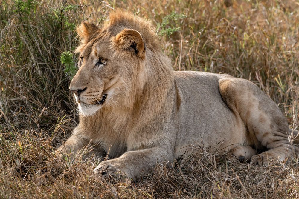 Lions Head Photography Art | kramkranphoto