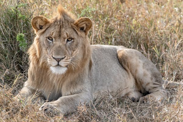 Staring Into Your Soul Photography Art | kramkranphoto