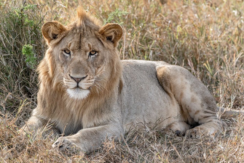 Staring Into Your Soul Photography Art | kramkranphoto