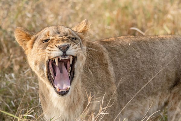 I Dont Want No Problems Photography Art | kramkranphoto