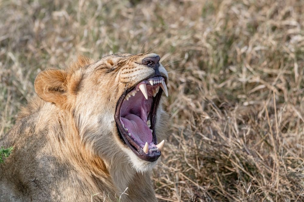 Showing Those Teeth Photography Art | kramkranphoto
