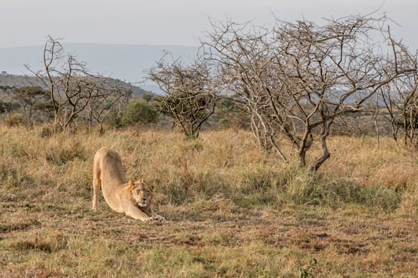 Safari Yoga Class Photography Art | kramkranphoto