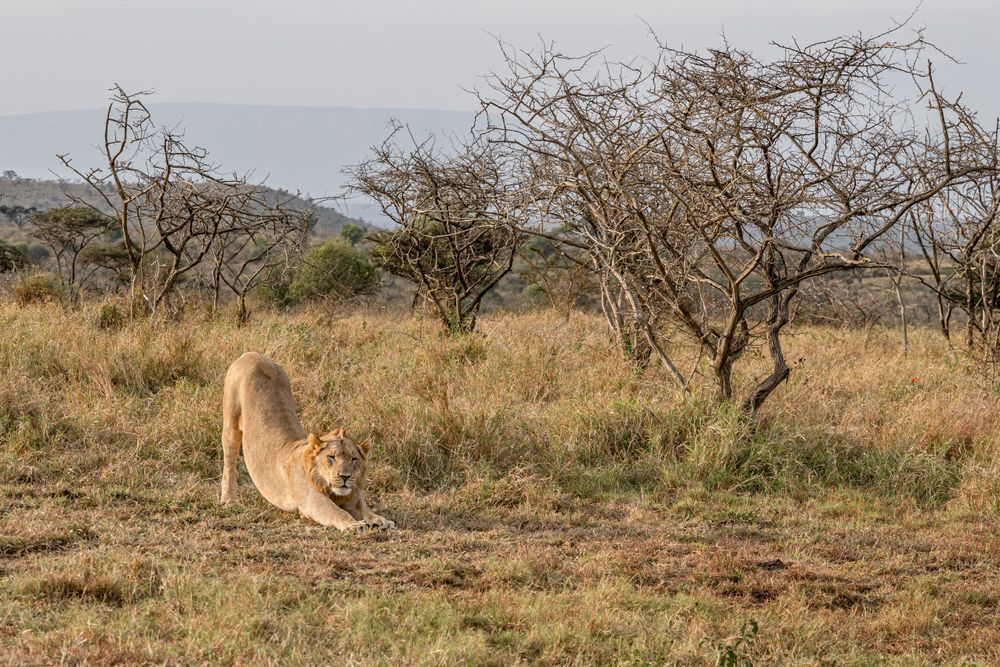 Safari Yoga Class Photography Art | kramkranphoto