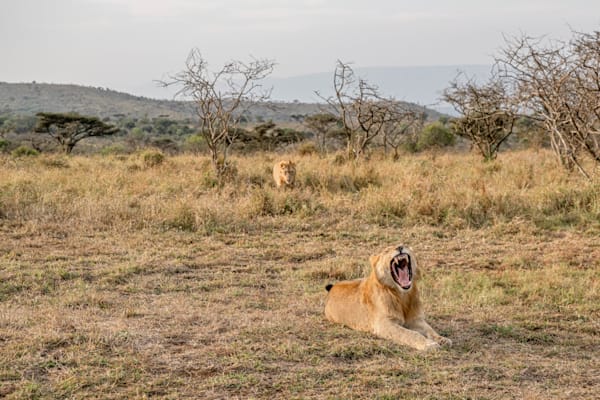 Lionlion Photography Art | kramkranphoto