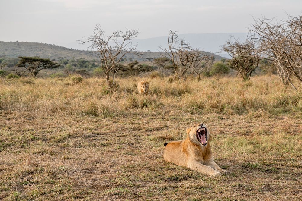 Lionlion Photography Art | kramkranphoto