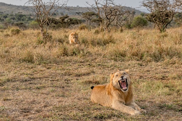 Showem Whose Boss Photography Art | kramkranphoto