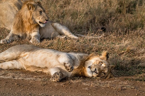 Lion Around Photography Art | kramkranphoto