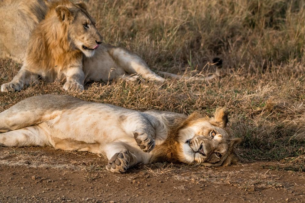 Lion Around Photography Art | kramkranphoto