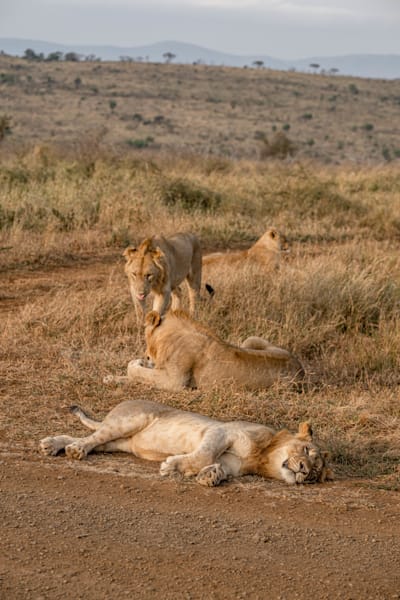 Lion Around Pride Photography Art | kramkranphoto