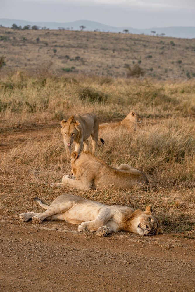 Lion Around Pride Photography Art | kramkranphoto