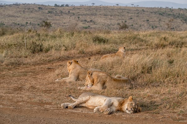 Many Manyoni Lions Photography Art | kramkranphoto