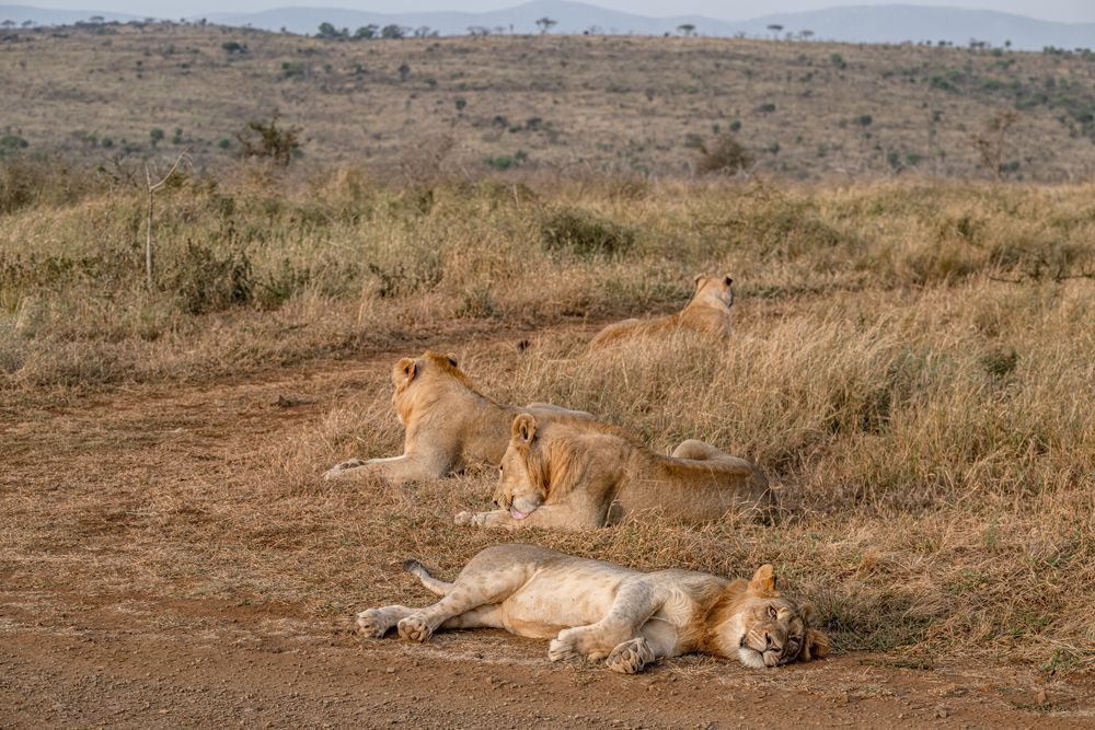 Many Manyoni Lions Photography Art | kramkranphoto