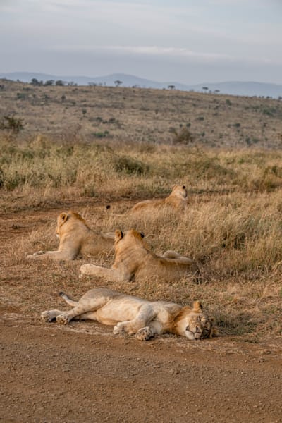 Lion Inaction Photography Art | kramkranphoto