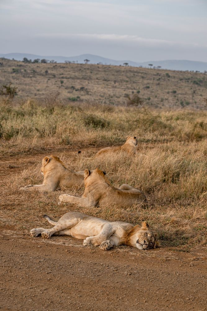 Lion Inaction Photography Art | kramkranphoto